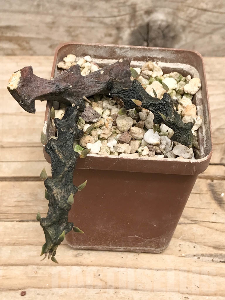 SHPR9590 Ceropegia armandii, Tolinara, Madagascar