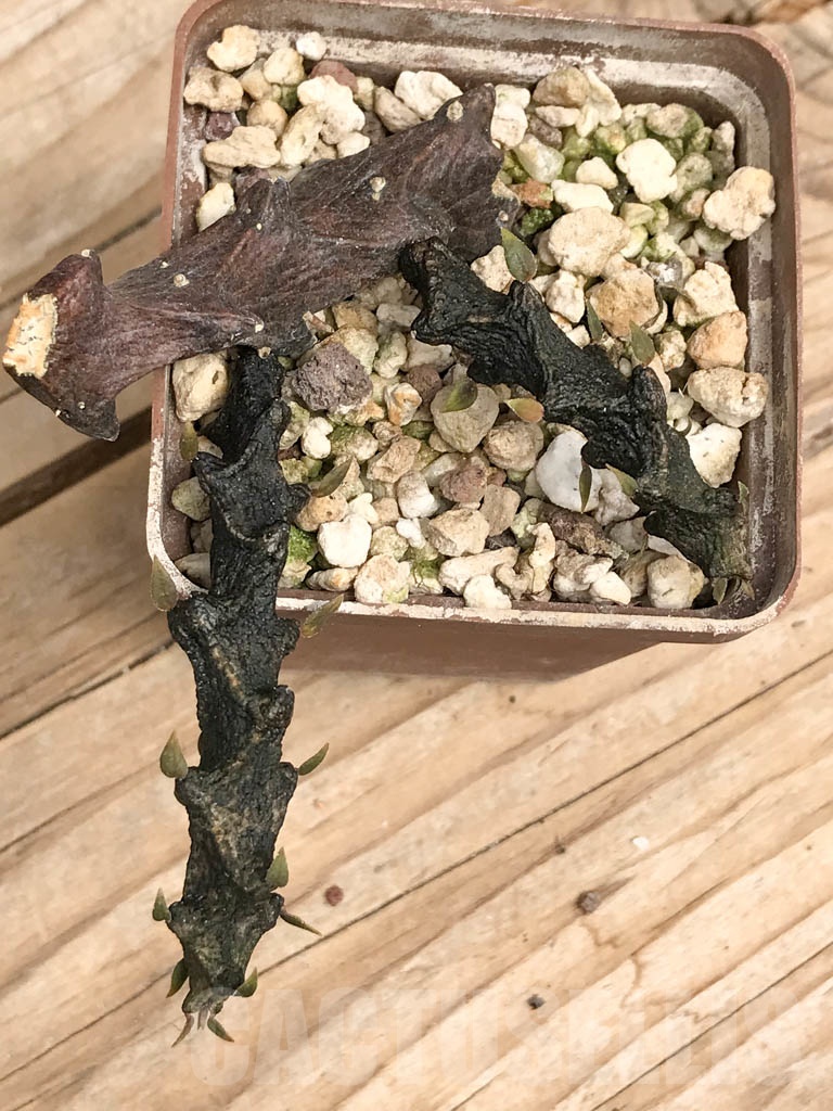 SHPR9590 Ceropegia armandii, Tolinara, Madagascar - Image 3