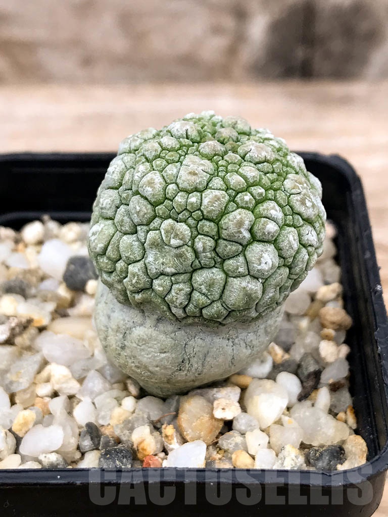 SHPR9593 Pseudolithos migiurtinus - Image 2