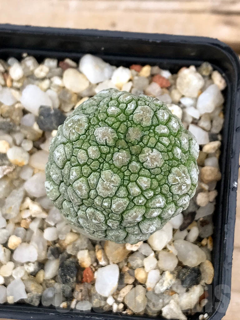 SHPR9593 Pseudolithos migiurtinus