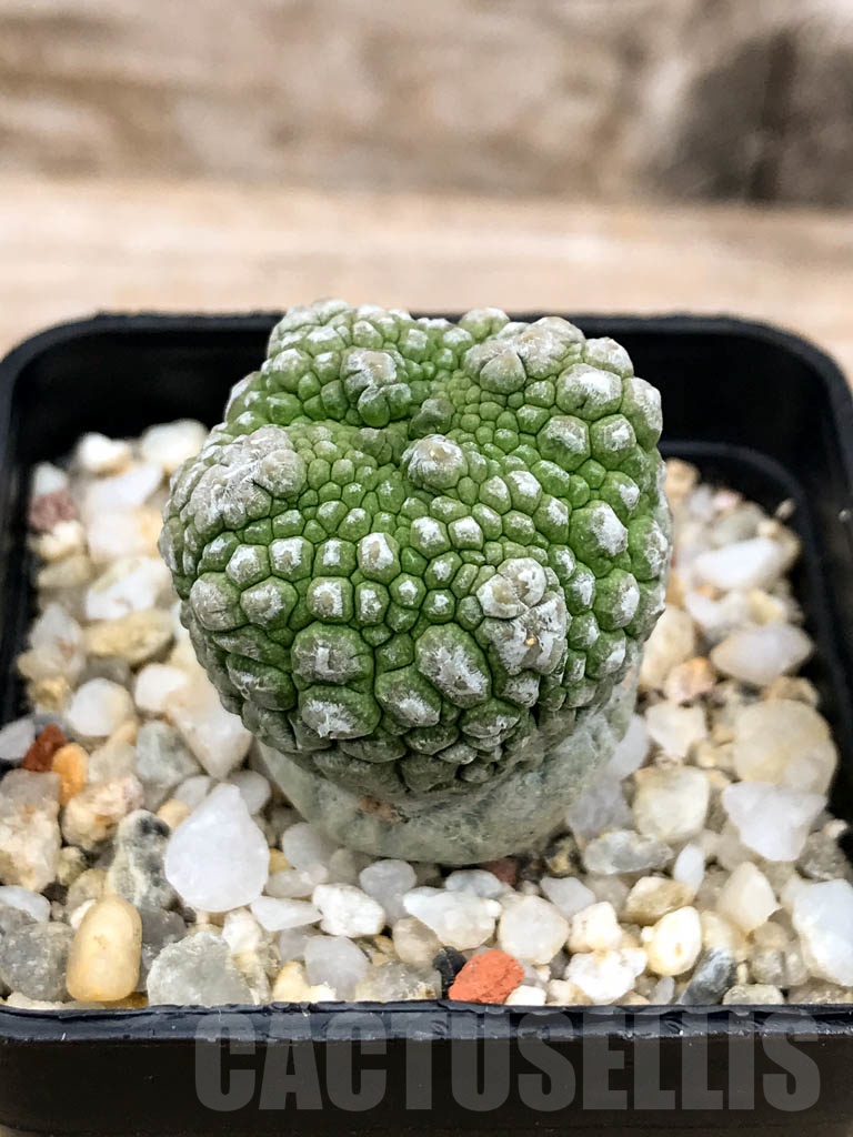 SHPR9594 Pseudolithos migiurtinus - Image 2