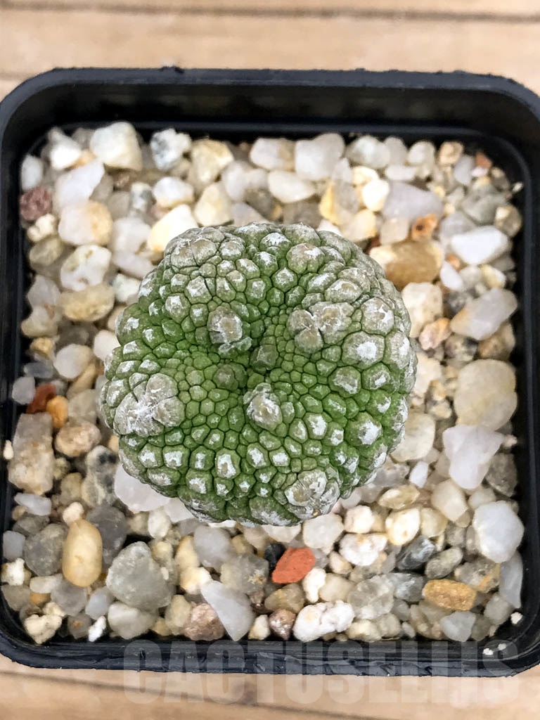 SHPR9594 Pseudolithos migiurtinus
