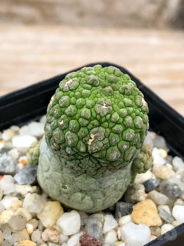 SHPR9595 Pseudolithos migiurtinus - Image 2