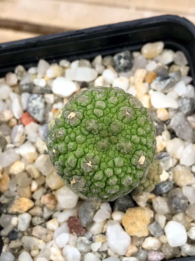 SHPR9595 Pseudolithos migiurtinus