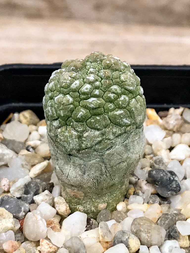 SHPR9596 Pseudolithos migiurtinus