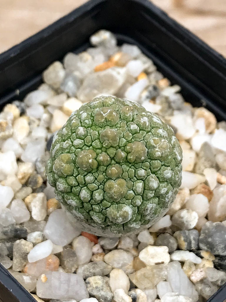 SHPR9596 Pseudolithos migiurtinus - Image 3