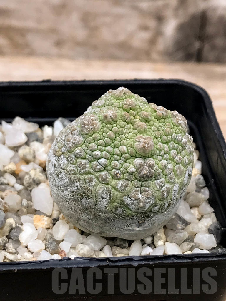 SHPR9598 Pseudolithos migiurtinus - Image 2
