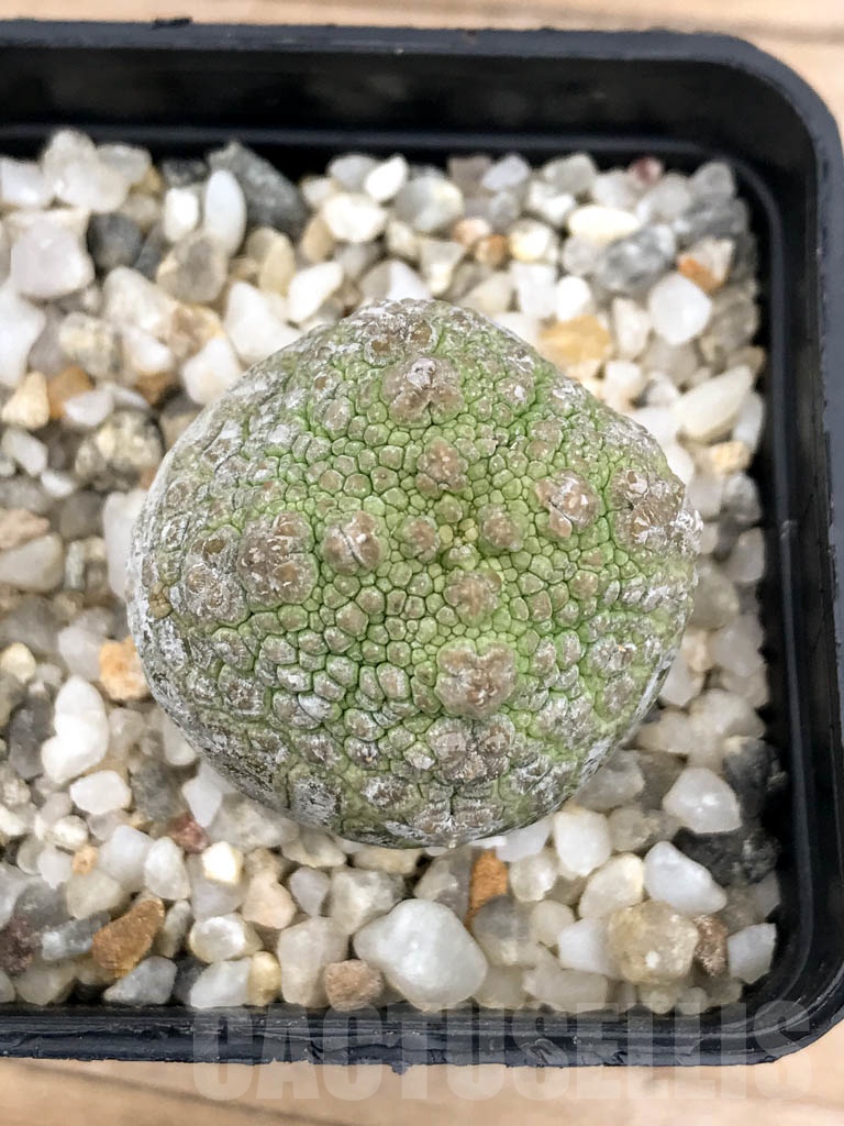 SHPR9598 Pseudolithos migiurtinus