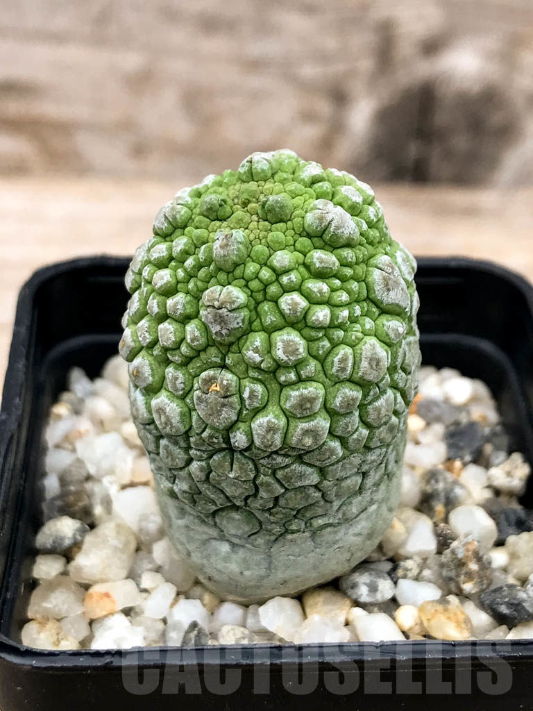 SHPR9599 Pseudolithos migiurtinus
