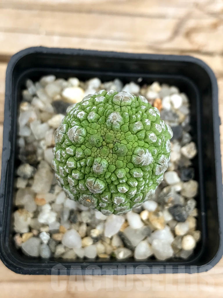 SHPR9599 Pseudolithos migiurtinus - Image 3