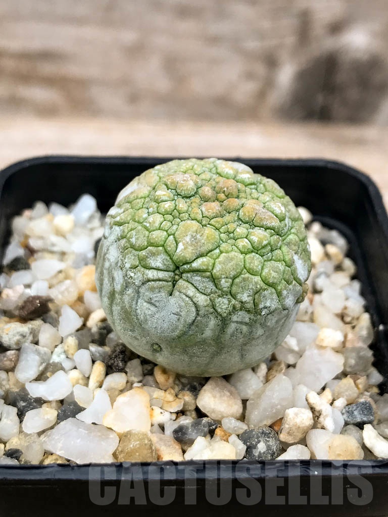 SHPR9600 Pseudolithos migiurtinus - Зображення 2