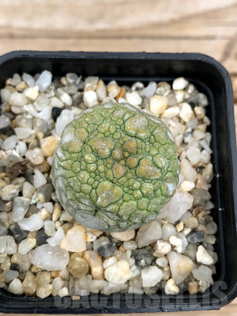 SHPR9600 Pseudolithos migiurtinus