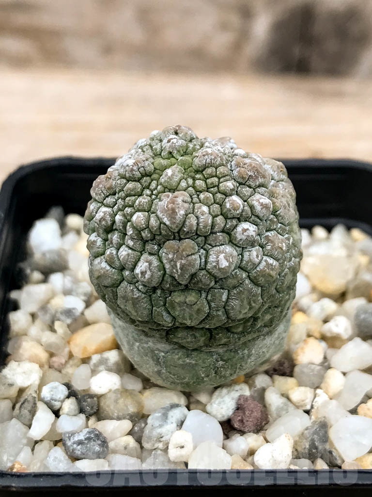 SHPR9601 Pseudolithos migiurtinus - Image 2