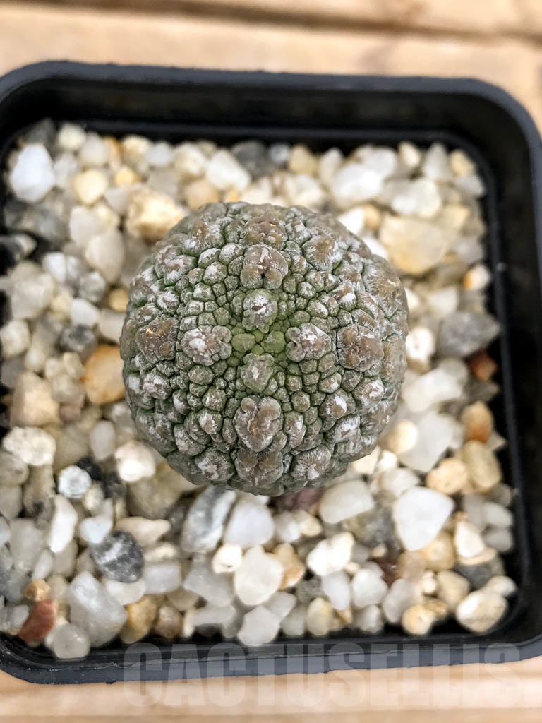 SHPR9601 Pseudolithos migiurtinus