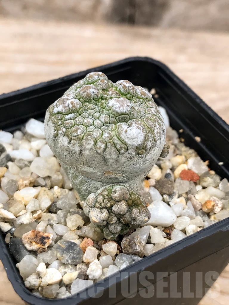 SHPR9602 Pseudolithos migiurtinus - Image 2