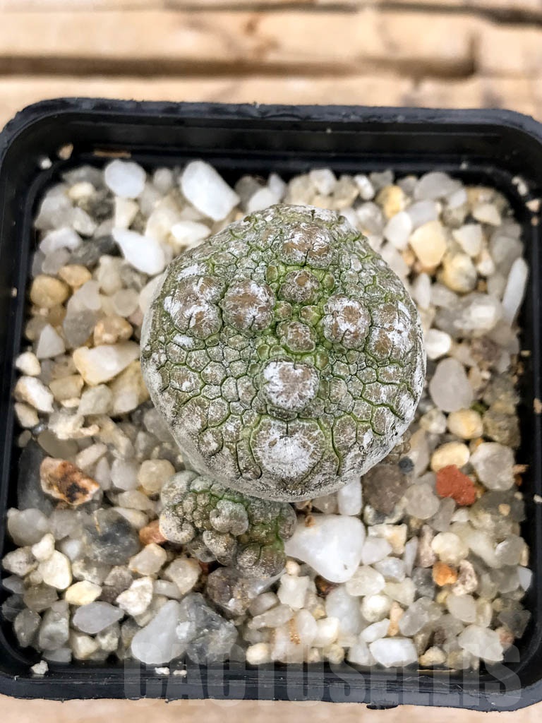 SHPR9602 Pseudolithos migiurtinus