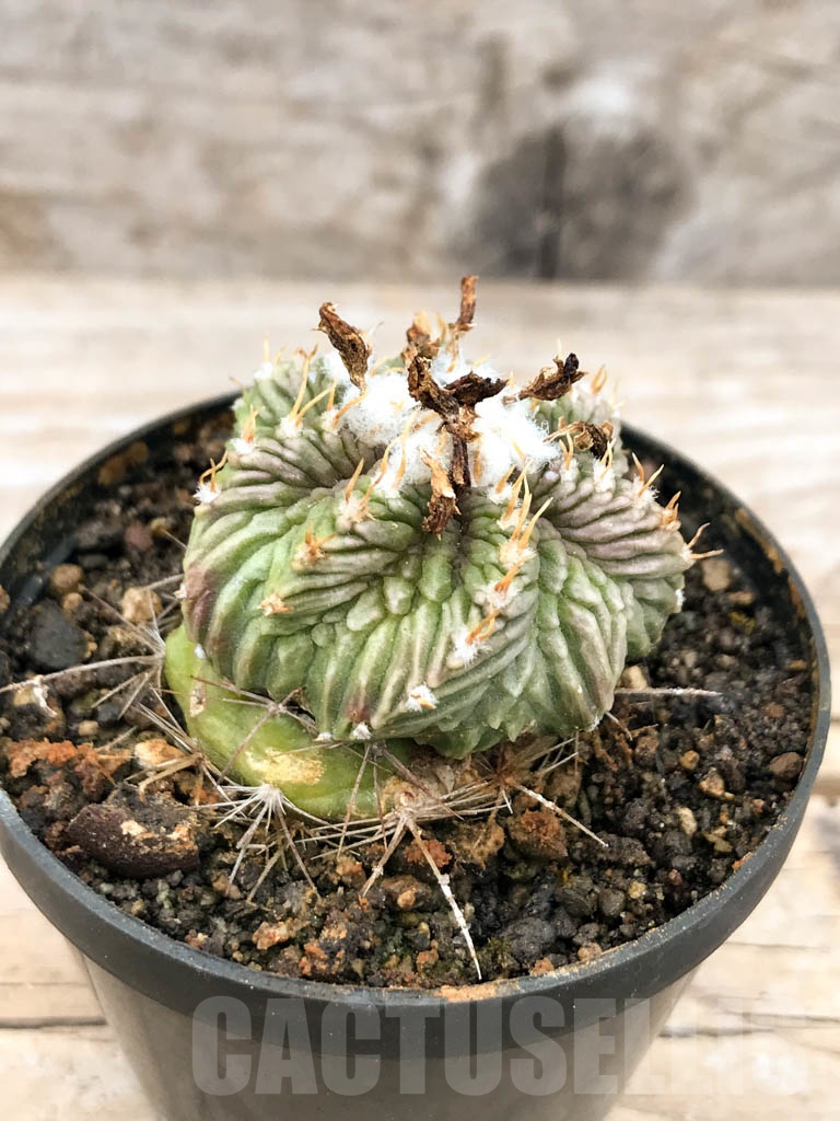 SHPR9605 Aztekum ritteri f. rotundum GCG 12629, Rancho Boquillas, Sra.Juculianes, NL, grafted - 画像 (2)