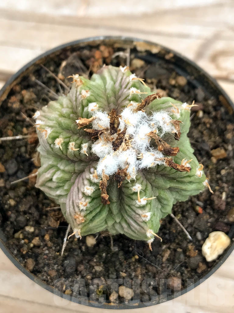 SHPR9605 Aztekum ritteri f. rotundum GCG 12629, Rancho Boquillas, Sra.Juculianes, NL, grafted