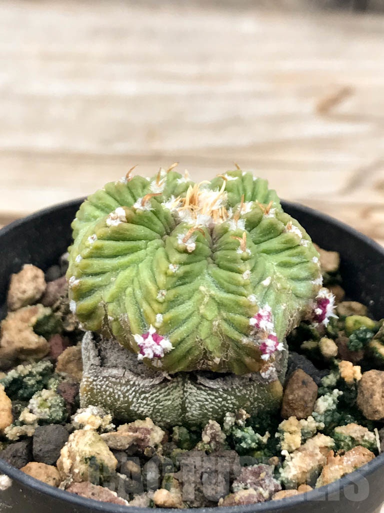 SHPR9608 Aztekum ritteri VM 1077, clone 04, Montemorelos, Nuevo Leon, Mexico, grafted - Image 2