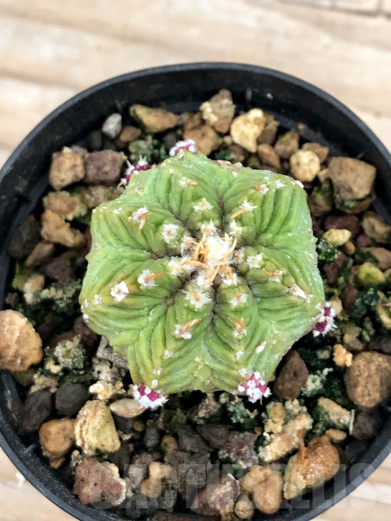 SHPR9608 Aztekum ritteri VM 1077, clone 04, Montemorelos, Nuevo Leon, Mexico, grafted - Image 3