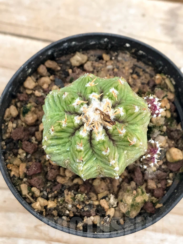 SHPR9608 Aztekum ritteri VM 1077, clone 04, Montemorelos, Nuevo Leon, Mexico, grafted - Image 4