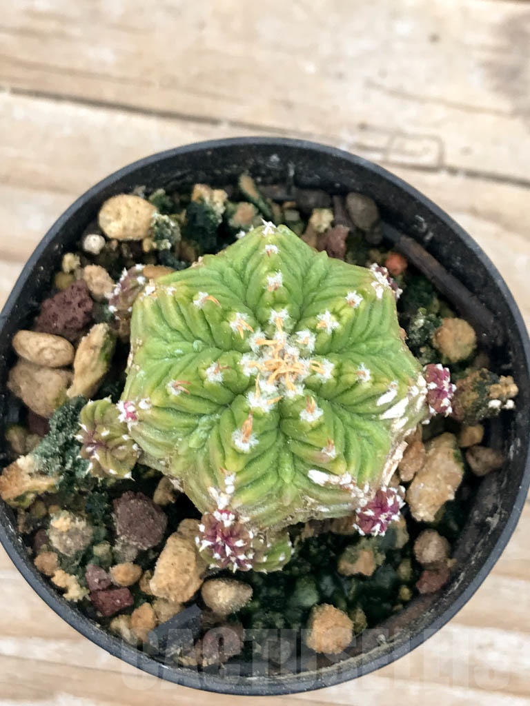 SHPR9608 Aztekum ritteri VM 1077, clone 04, Montemorelos, Nuevo Leon, Mexico, grafted - Image 5