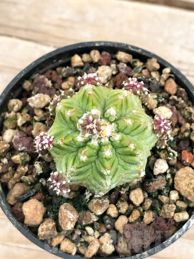 SHPR9608 Aztekum ritteri VM 1077, clone 04, Montemorelos, Nuevo Leon, Mexico, grafted - Image 6