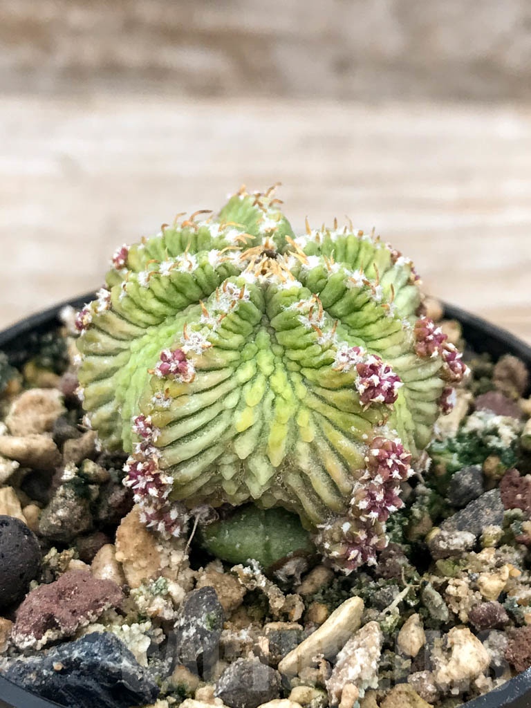 SHPR9610 Aztekum ritteri VM 1077, clone 06, Montemorelos, Nuevo Leon, Mexico, grafted - Image 2