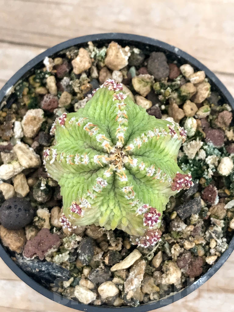 SHPR9610 Aztekum ritteri VM 1077, clone 06, Montemorelos, Nuevo Leon, Mexico, grafted