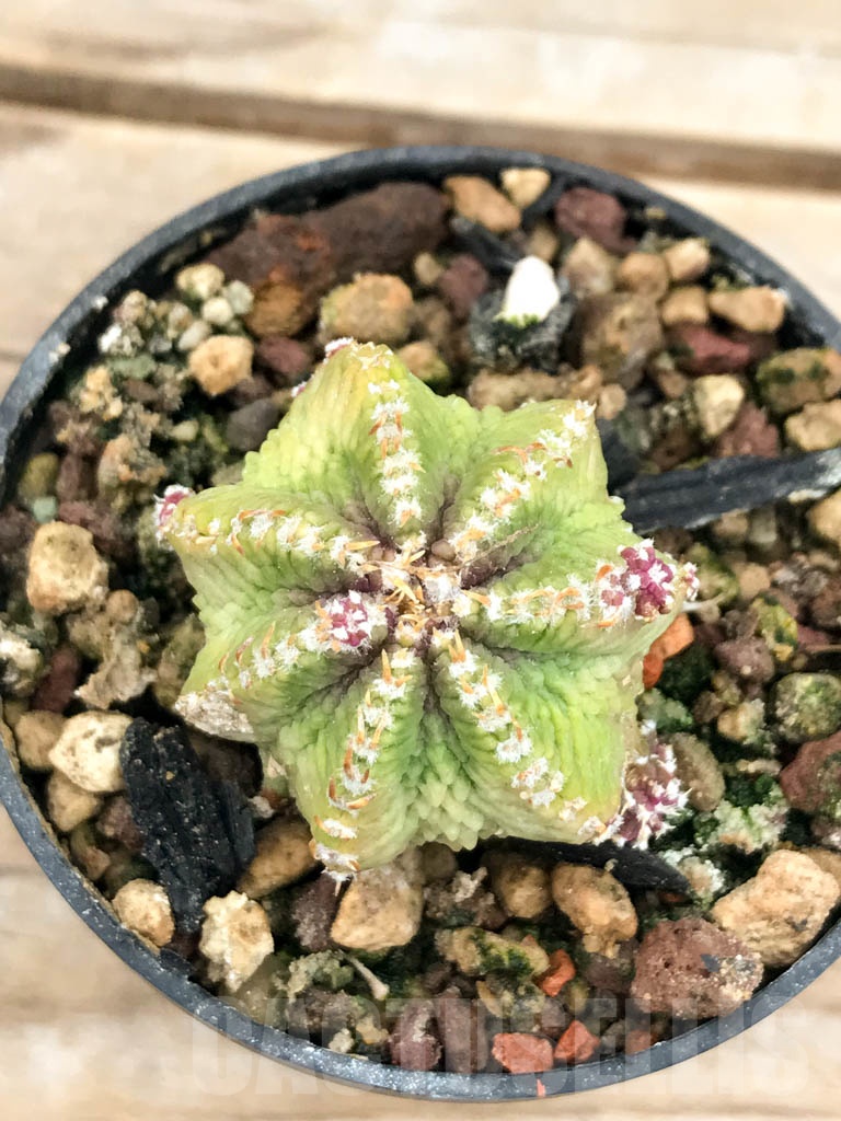 SHPR9610 Aztekum ritteri VM 1077, clone 06, Montemorelos, Nuevo Leon, Mexico, grafted - Image 4