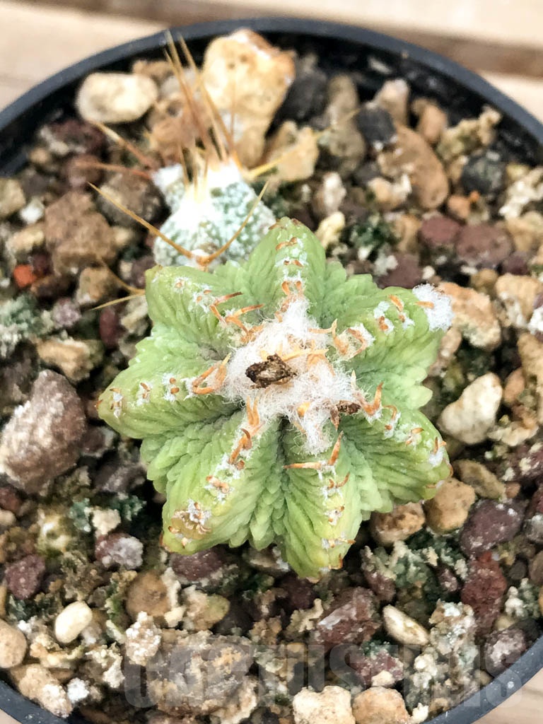 SHPR9610 Aztekum ritteri VM 1077, clone 06, Montemorelos, Nuevo Leon, Mexico, grafted - Image 5