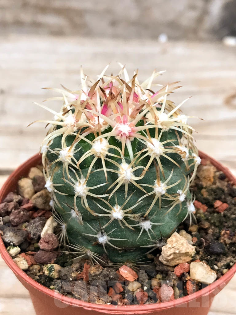 SHPR9618 Sclerocactus mesae-verdae KS 006, clone 13, NW of Shiprock, grafted - Зображення 2
