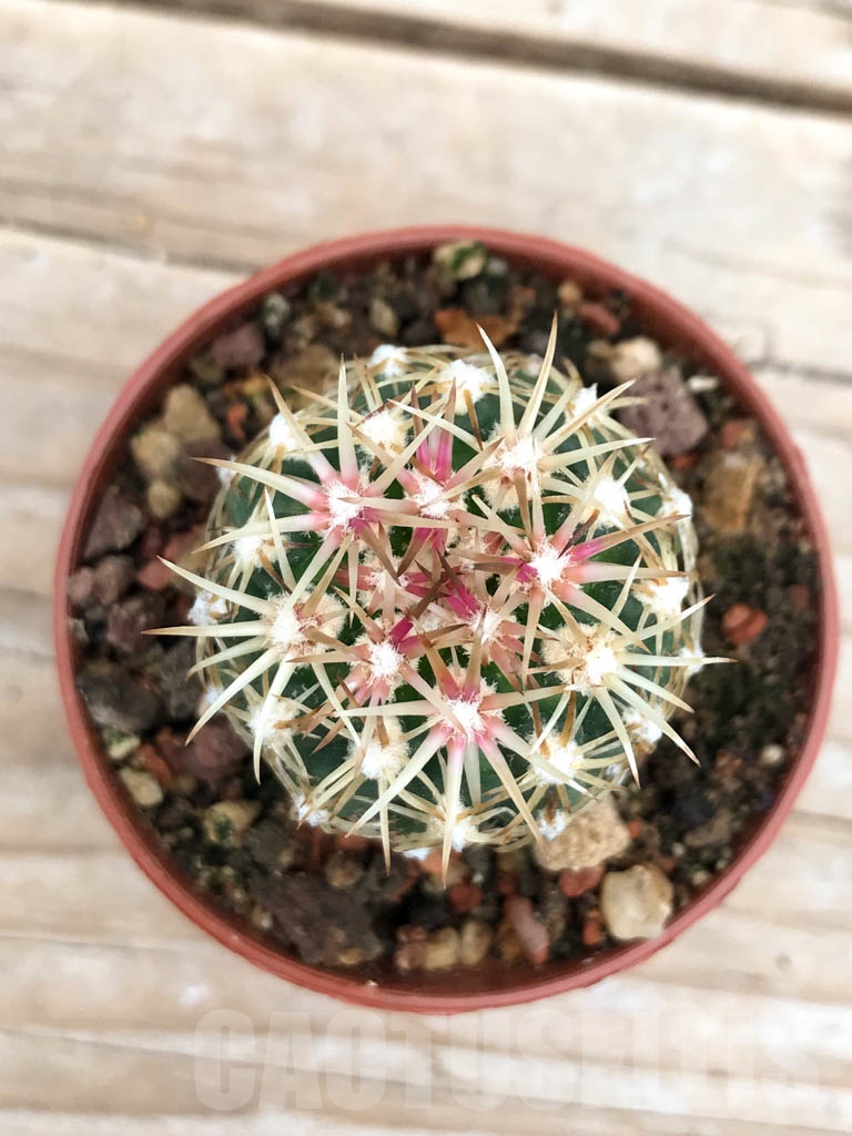SHPR9618 Sclerocactus mesae-verdae KS 006, clone 13, NW of Shiprock, grafted - Зображення 3