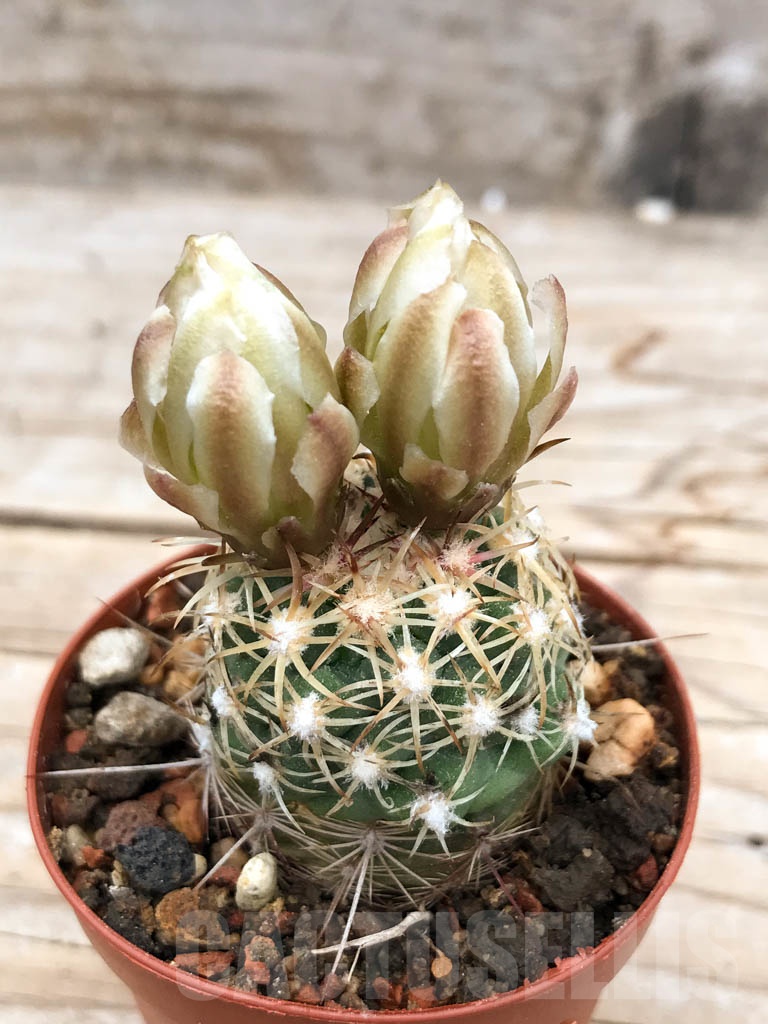 SHPR9618 Sclerocactus mesae-verdae KS 006, clone 13, NW of Shiprock, grafted