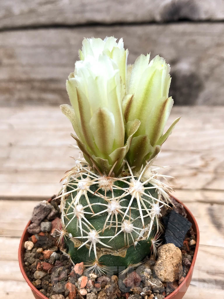 SHPR9619 Sclerocactus mesae-verdae KS 006, clone 02, NW of Shiprock, grafted