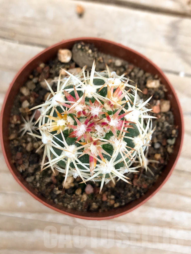 SHPR9619 Sclerocactus mesae-verdae KS 006, clone 02, NW of Shiprock, grafted - immagine 3