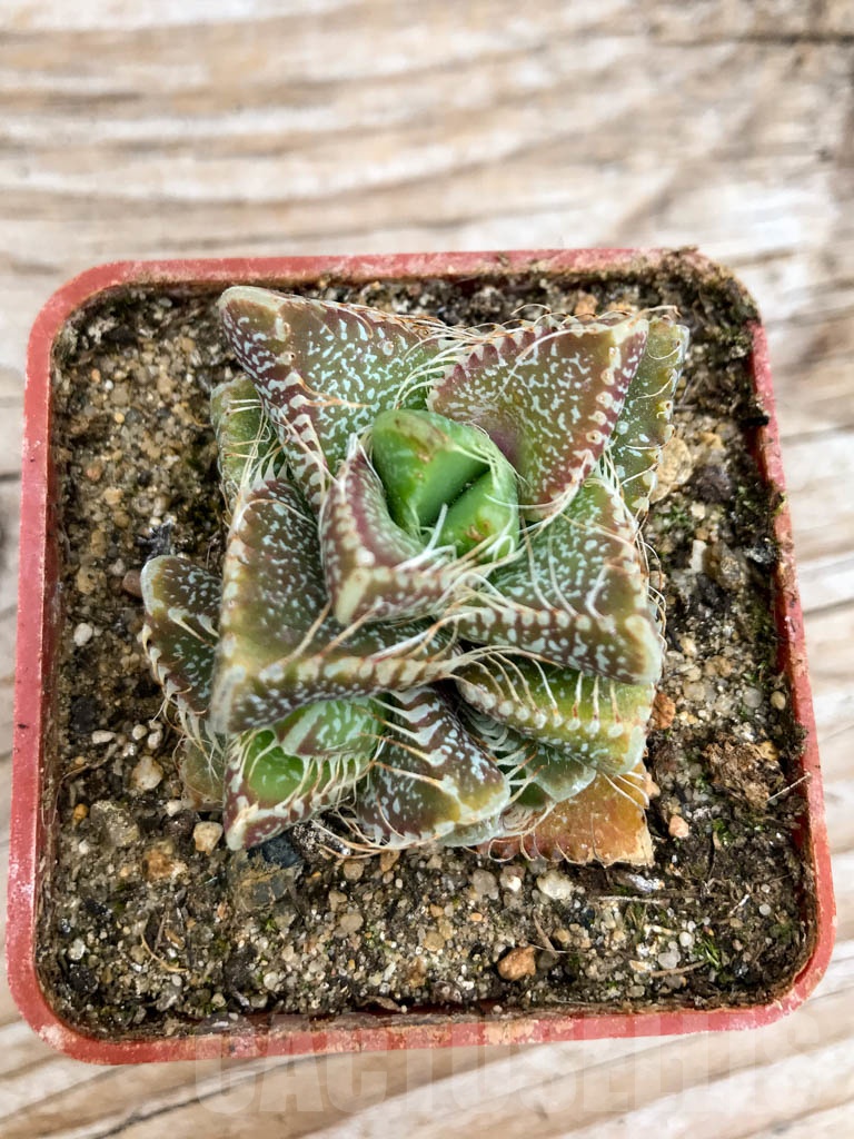 SHPR9623 Faucaria tigrina, Grahamstown, 2 heads - immagine 2