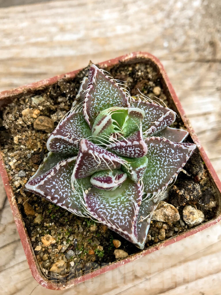 SHPR9623 Faucaria tigrina, Grahamstown, 2 heads