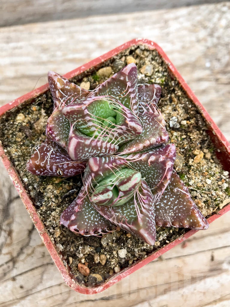 SHPR9623 Faucaria tigrina, Grahamstown, 2 heads - immagine 4
