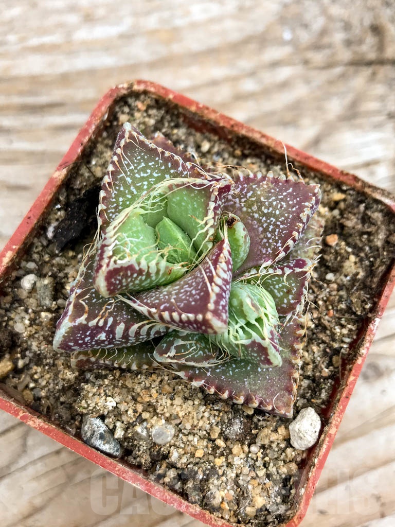 SHPR9623 Faucaria tigrina, Grahamstown, 2 heads - immagine 5
