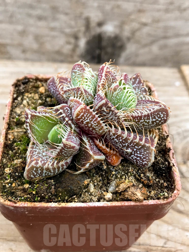 SHPR9624 Faucaria tigrina, Grahamstown - Image 2