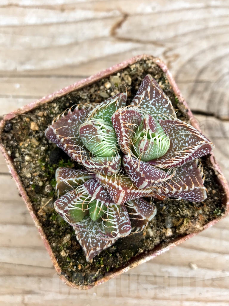 SHPR9624 Faucaria tigrina, Grahamstown - Image 3