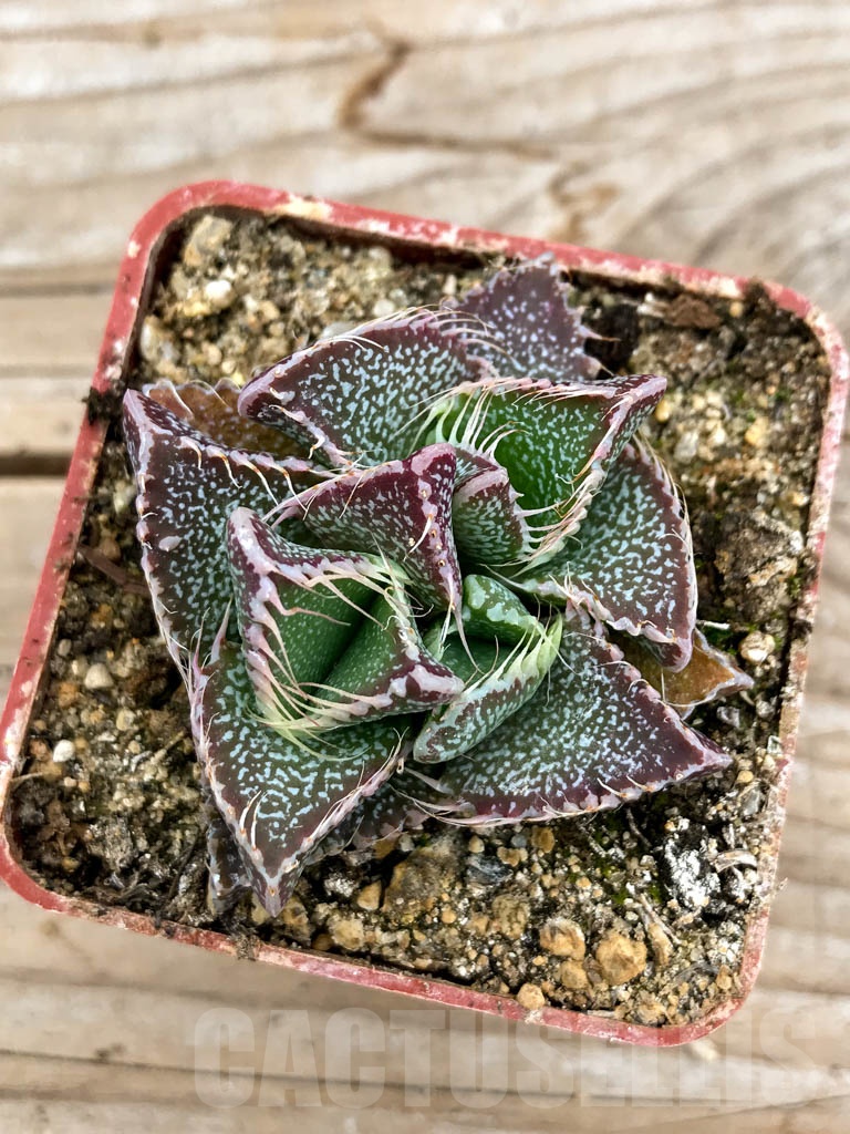 SHPR9624 Faucaria tigrina, Grahamstown - Image 4