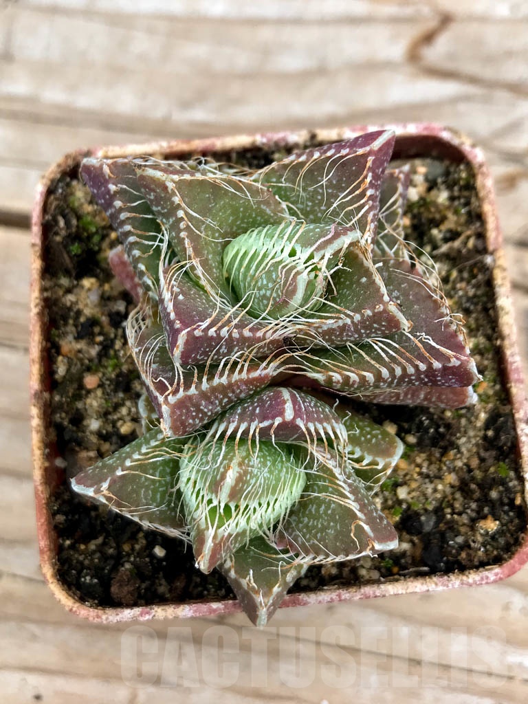 SHPR9624 Faucaria tigrina, Grahamstown - Image 5