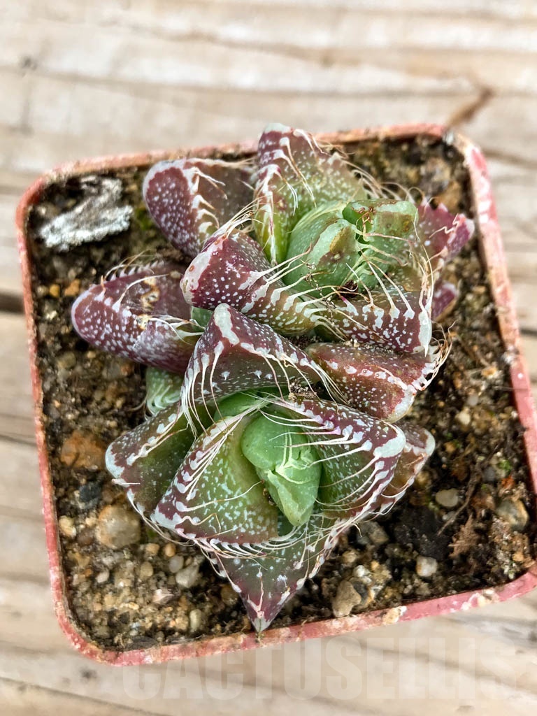 SHPR9624 Faucaria tigrina, Grahamstown - Image 6