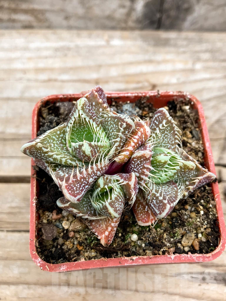 SHPR9624 Faucaria tigrina, Grahamstown