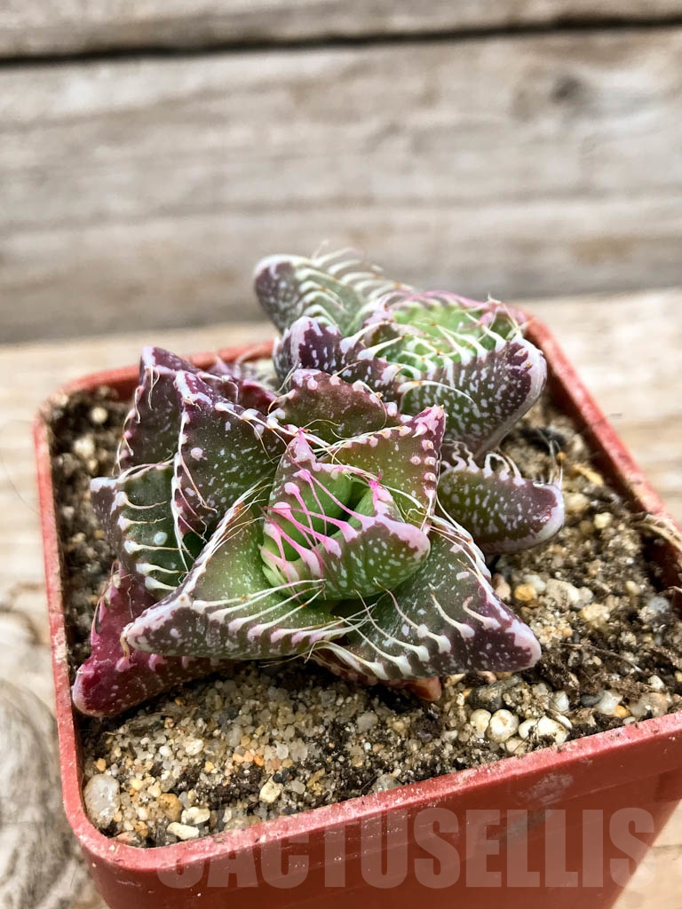 SHPR9625 Faucaria tigrina, Gowie's Kloof