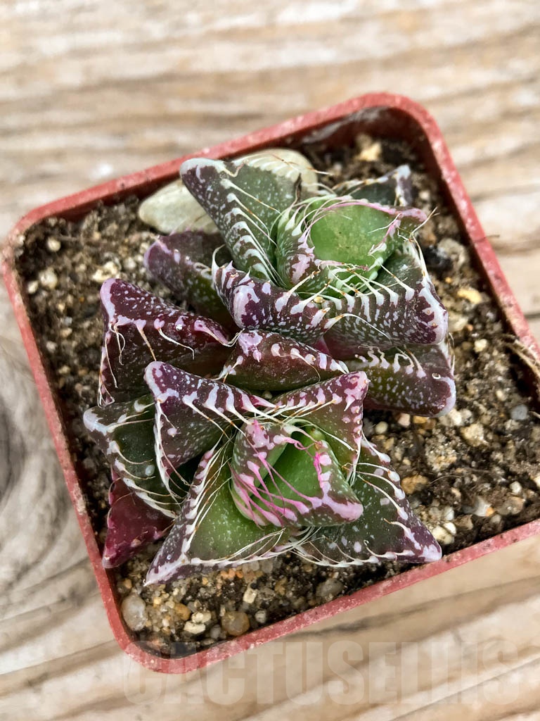 SHPR9625 Faucaria tigrina, Gowie's Kloof - Image 3