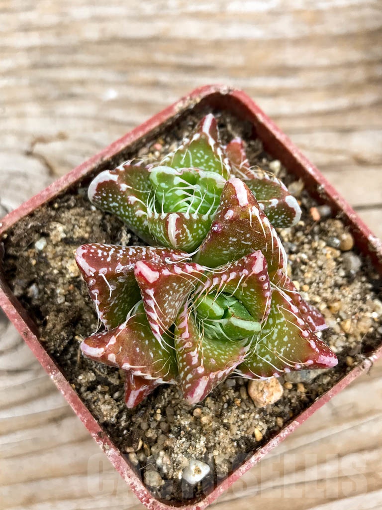 SHPR9625 Faucaria tigrina, Gowie's Kloof - Image 4