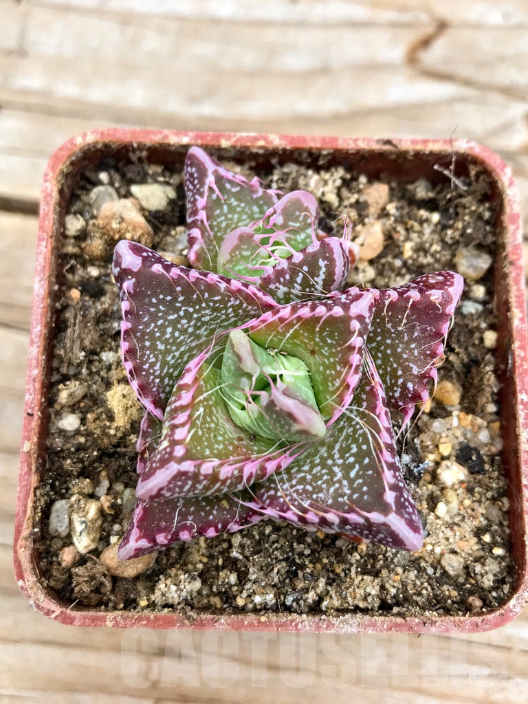 SHPR9625 Faucaria tigrina, Gowie's Kloof - Image 5